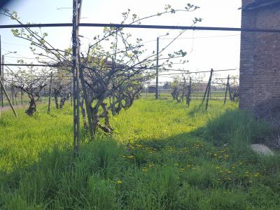 Casa indipendente su 4 lati a Cigliano